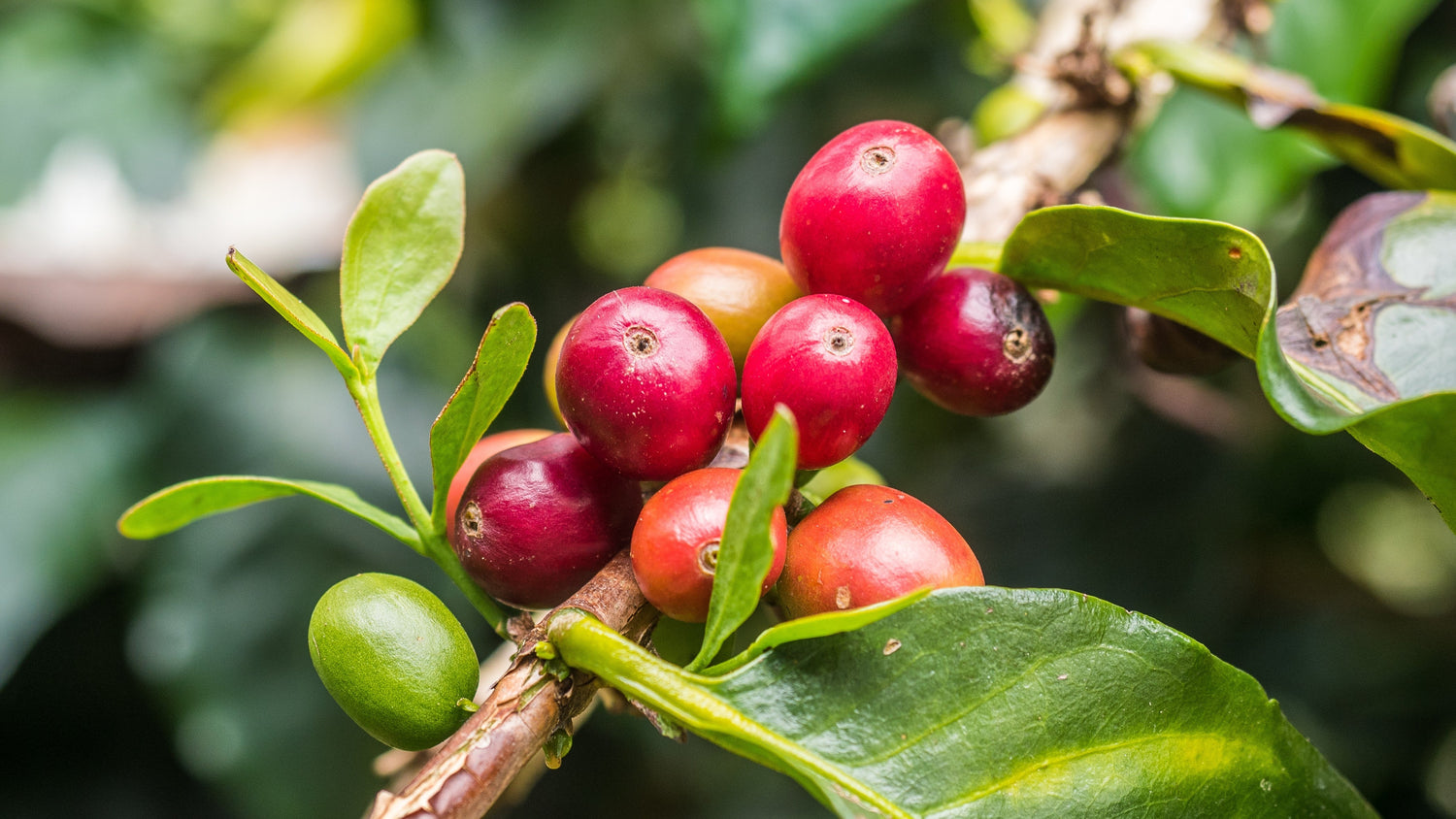 A Different Take on Specialty Coffee